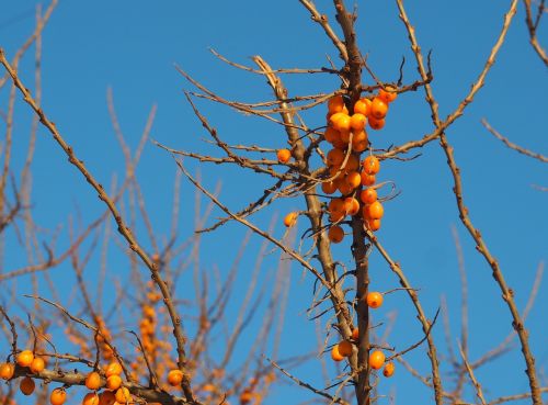 Apelsinų Uogos, Mėlynas Dangus, Uogos Žiemą, Oranžinė, Mėlynas, Filialas, Šviesus