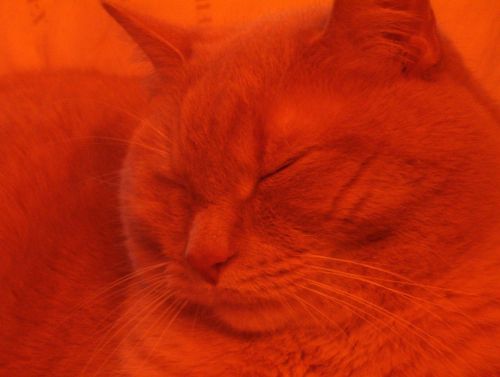 Oranžinė,  Katė,  Miega,  Oranžinė Katė