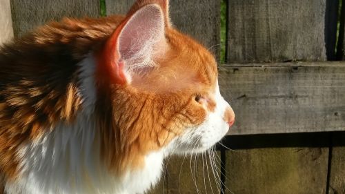 Oranžinė Katė, Profilio Vaizdas, Katė, Kačiukas, Ryškiai Oranžinė