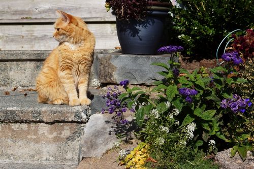 Oranžinė Katė, Lauke, Kačiukas, Žingsniai, Sėdi, Žiūri