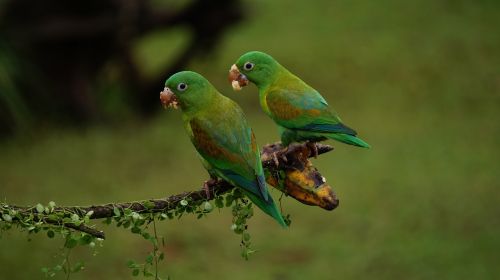 Oranžinės Paprikos, Kosta Rika, Paukščiai