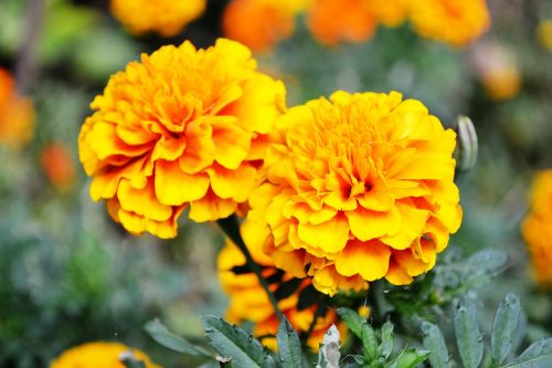 Oranžinė Gėlė, Gėlės, Sodo Gėlės, Mažos Gėlės, Šri Lanka, Peradeniya, Botanikos Sodas, Ceilonas, Mawanella