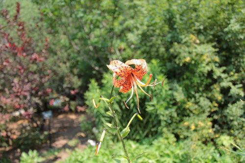 Oranžinė Gėlė, Gėlė, Botanikos Sodai, Denveras