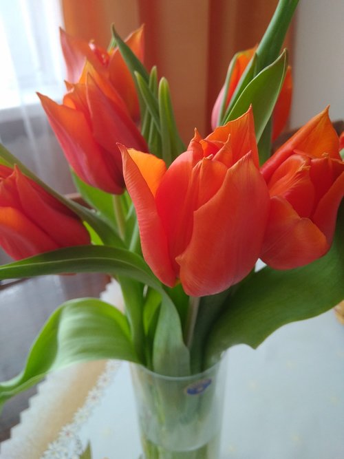 Oranžinės Gėlės,  Oranžinė,  Gėlės,  Tulpės