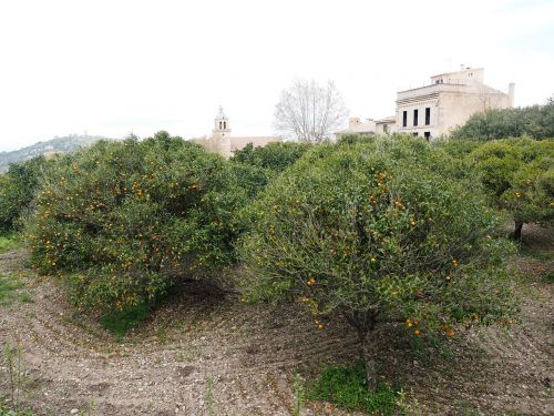 Apelsinų Giraites, Apelsinų Medžiai, Plantacija, Randa, Kaimas, Maljorka