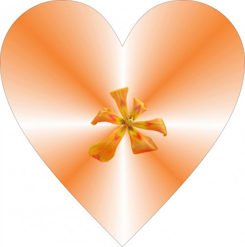 Oranžinė,  Širdis,  Gėlė,  Apdaila,  Balta,  Fonas,  Meilė,  Draugystė,  Valentines,  Oranžinė Širdis