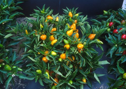 Apelsinų Pipirų Augalai, Kompaktiška, Spalvinga, Dekoratyvinis, Auga, Augimas, Gyventi, Maistas