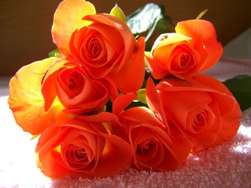 Oranžinė Raudona, Rožių Puokštės, Supjaustytos Gėlės