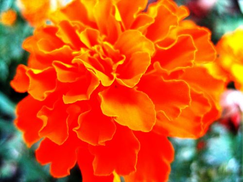 Gėlė,  Oranžinė,  Šviesus,  Tankūs & Nbsp,  Žiedlapiai,  Apvalus,  Subtilus,  Graži,  Džiaugsmingas,  Augalas,  Orange Tagetes Erecta