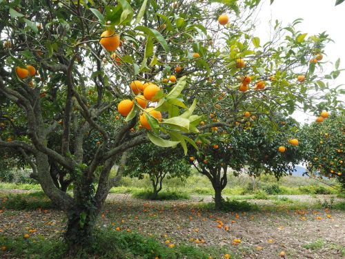 Oranžinis Medis, Apelsinų Giraites, Plantacija, Vaisių Sodas, Oranžinė, Vaisiai, Citrusinis Vaisius, Medis, Periwinkle, Citrusiniai, Deimantinis Žalias, Rutaceae, Citrusinių Vaisių Medis, Saldus Apelsinas, Lapai, Sveikas, Vitaminai, Vaisių, Mityba, Skanus, Vitaminhaltig, Prinokę, Saldus, Vitamino C, Krūmas, Tropiniai Vaisiai, Filialas, Vaismedis, Augalas, Maistas, Apie, Viduržemio Jūros, Frisch, Vasara