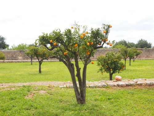 Oranžinis Medis, Apelsinų Giraites, Plantacija, Oranžinės Veislės, Medis, Mažas, Bäumchen