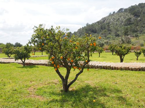 Oranžinis Medis, Apelsinų Giraites, Plantacija, Oranžinės Veislės, Medis, Mažas, Bäumchen, Turtas, Raixa, Bunyola, Maljorka