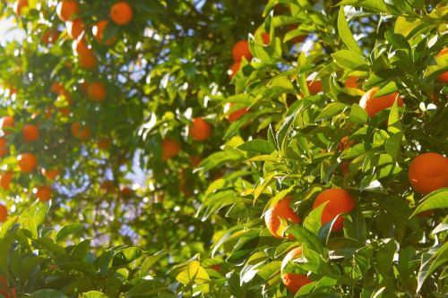 Oranžinis Medis, Apelsinai, Medis, Vaisiai, Citrusiniai, Maistas, Derlius, Žalias, Sultys, Sveikas, Pagaminti, Sultingas, Mandarinas, Augimas