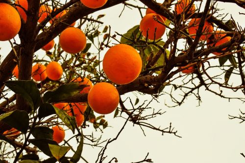 Oranžinis Medis, Oranžinė, Vaisiai, Gamta, Filialas, Sodas, Kipras