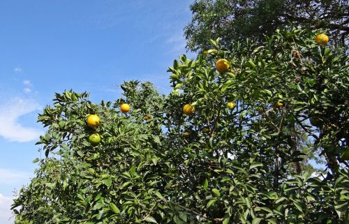 Oranžinis Medis, Oranžinė, Vaisiai, Citrusiniai, Medis, Sultingas, Vitamino C, Хулкитти, Indija