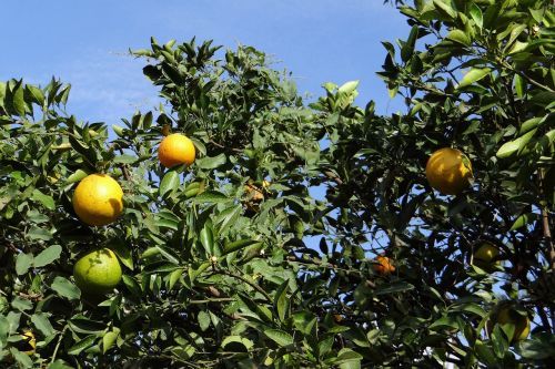Oranžinis Medis, Oranžinė, Vaisiai, Citrusiniai, Medis, Sultingas, Vitamino C, Хулкитти, Indija