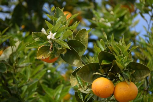 Apelsinų Medžiai, Apelsinai, Oranžinis Žiedas, Oranžinė, Ispanija