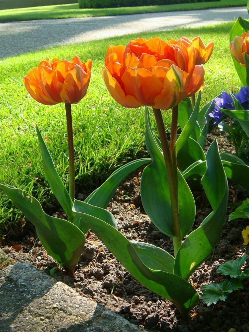 Oranžinės Tulpės, Oranžinė Gėlė, Gamta, Nyderlandai, Pavasaris, Tulpių Laukai