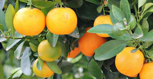 Apelsinai, Oranžinis Medis, Turgus, Vaisiai, Medis, Citrusinis Vaisius, Sveikas, Vitaminai, Vaisiai, Skanus, Vasara, Viduržemio Jūros, Gamta, Tropiniai Vaisiai, Maistas, Vitamino C, Mityba