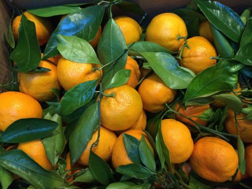Apelsinai, Vaisiai, Citrusiniai, Sveikas, Ekologiškas, Prinokę, Žemdirbystė