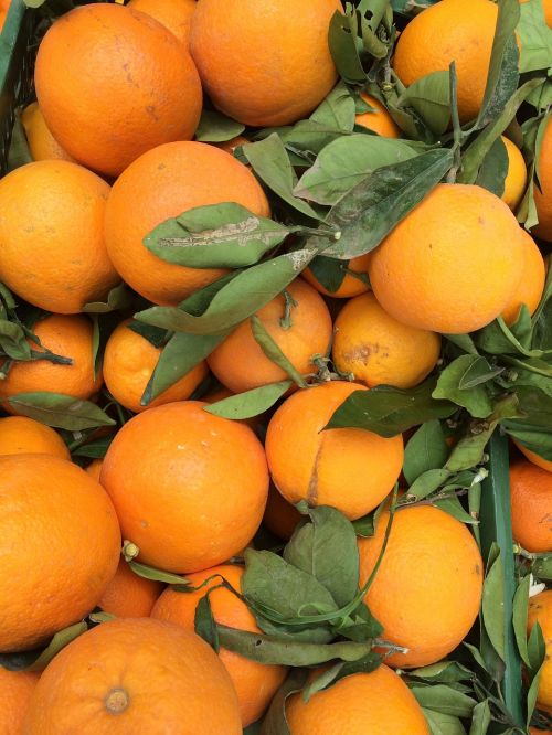 Apelsinai, Prekystalis, Oranžinė, Gamta
