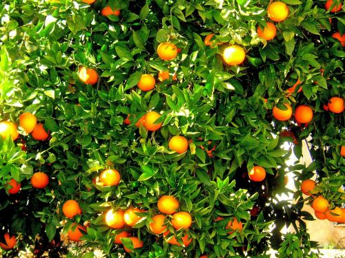 Apelsinai, Vaisiai, Oranžinis Medis, Ispanija, Citrusinis Vaisius, Oranžinė, Pagaminti, Auga, Plantacija, Medis, Pasėlių