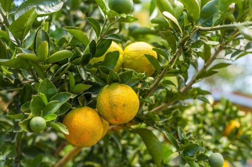 Apelsinai, Oranžinis Medis, Sodas, Australijos Citrusiniai Vaisiai, Vaisiai