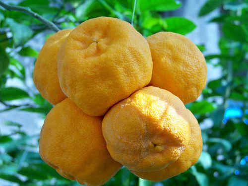 Apelsinai, Vaisiai, Pietų Vaisiai, Tropiniai Vaisiai, Oranžinė