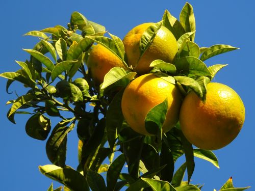 Apelsinai, Naranjo, Medžiai, Sodas, Ruduo, Citrusiniai, Vaisiai, Oranžinė