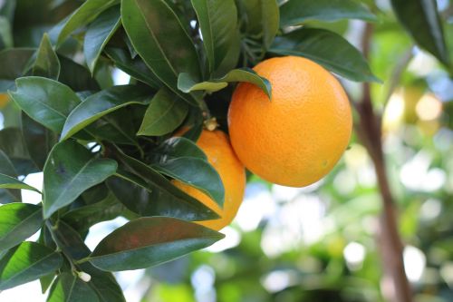 Apelsinai, Oranžinė, Vaisiai, Citrusinis Vaisius