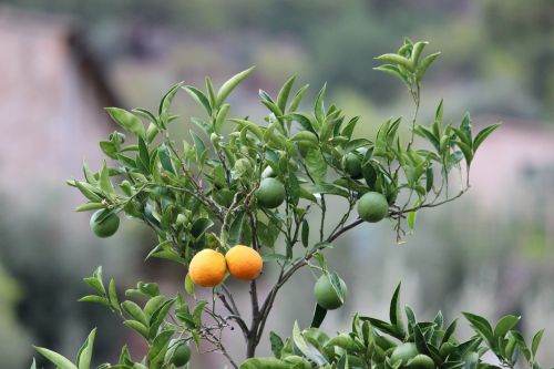 Apelsinai, Oranžinis Medis, Citrusinis Vaisius, Lapai, Nesubrendusio, Lapai, Vaisiai