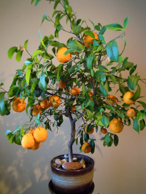 Apelsinai, Medis, Gelės Vazonas