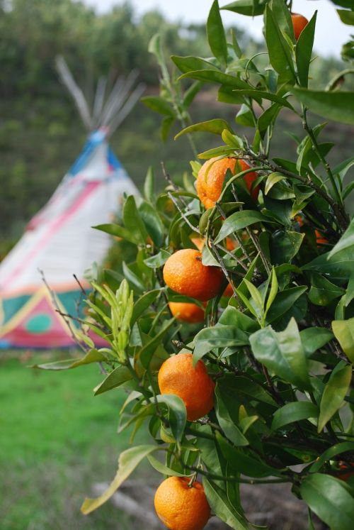 Apelsinai, Tipi, Oranžinė