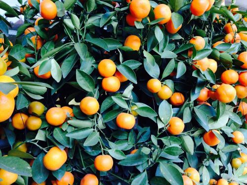 Apelsinai, Oranžinis Krūmas, Citrusinis Vaisius, Vaisiai, Vaisiai
