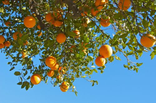 Apelsinai, Vaisiai, Citrusiniai Vaisiai