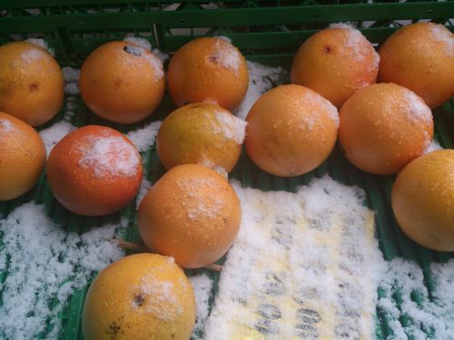 Apelsinai, Oranžinė, Sniegas, Balta, Vaisiai, Maistas