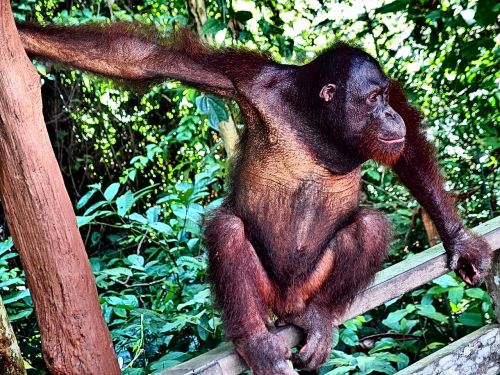 Orangutanas, Beždžionė, Džiunglės, Medžiai, Gyvūnas, Veidas, Plaukai, Laukiniai, Atrodo, Miškas, Gamta, Šimpanzė