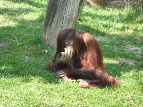 Orangutanas,  Ape,  Beždžionė,  Primatas,  Zoologijos Sodas,  Jaunas,  Valgymas,  Orangutanas