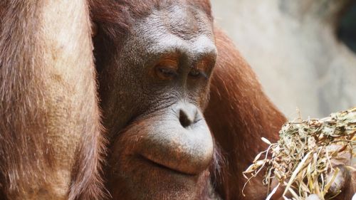 Orangutanas, Beždžionė, Ape, Primatas, Laukinė Gamta, Laukiniai, Gyvūnas, Gamta, Miškas, Džiunglės, Žinduolis, Atogrąžų Miškai, Kailis, Zoologijos Sodas, Veidas, Išraiška, Afrika