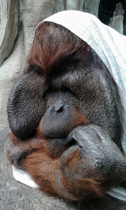 Orangutanas,  Cuddling,  Gyvūnas,  Beždžionė,  Orangutanas