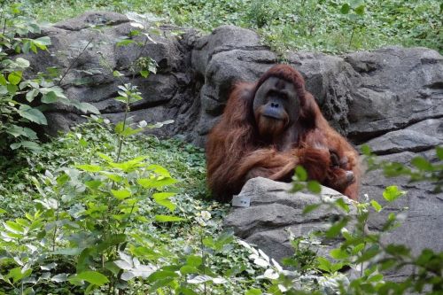 Orangutanas, Ape, Beždžionė, Primatas, Žinduolis, Zoologijos Sodas, Laukinė Gamta