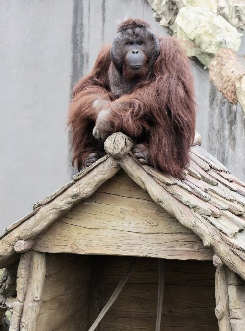 Orangutanas, Gyvūnas, Primatai, Beždžionė, Zoologijos Sodas, Ant Stogo