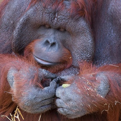 Orangutanas, Beždžionė, Krefeld, Zoologijos Sodas, Miškas Žmogus