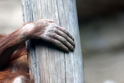 Orangutanas, Ranka, Šepetys, Gyvūnas, Zoologijos Sodas, Balanso Linija, Bagažinė, Sausa Mediena