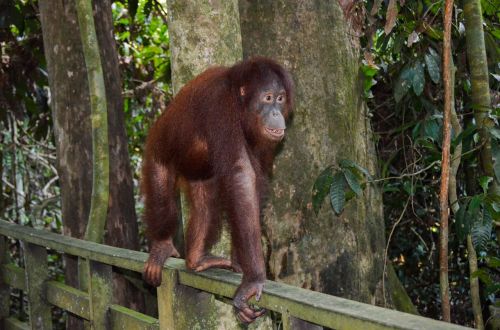 Orangutanas, Ape, Primatas, Arboreal, Laukinė Gamta, Borneo