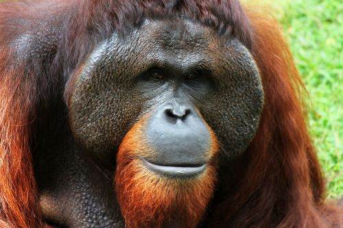 Orangutanas, Beždžionė, Gyvūnas, Gamta, Ape, Plaukai, Patinas, Žinduolis, Laukiniai, Primatas