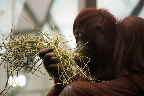 Orangutanas, Beždžionė, Žinduolis, Zoologijos Sodas, Gorila