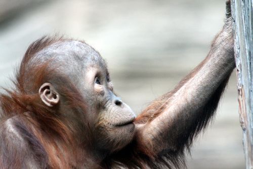 Orangutanas, Primatai, Žinduoliai, Portretas, Gyvoji Gamta, Gyvūnai, Gamta, Zoologijos Sodas, Makro, Iš Arti, Galva, Vaizdas, Mielas, Laukiniai Gyvūnai