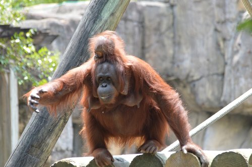 Orangutanai,  Kūdikių,  Zoologijos Sodas