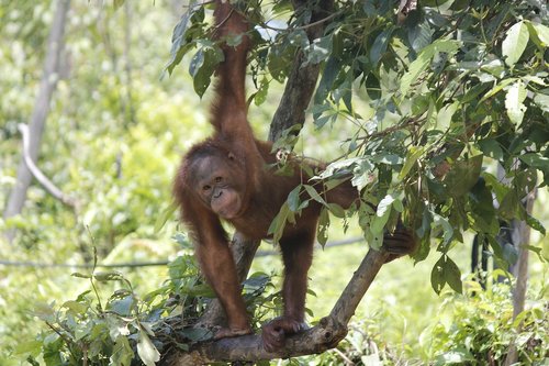 Orangutanai,  Orang Utan,  Gyvūnai,  Žinduoliai,  Pobūdį,  Gyvūnijos,  Išraiška,  Beždžionė